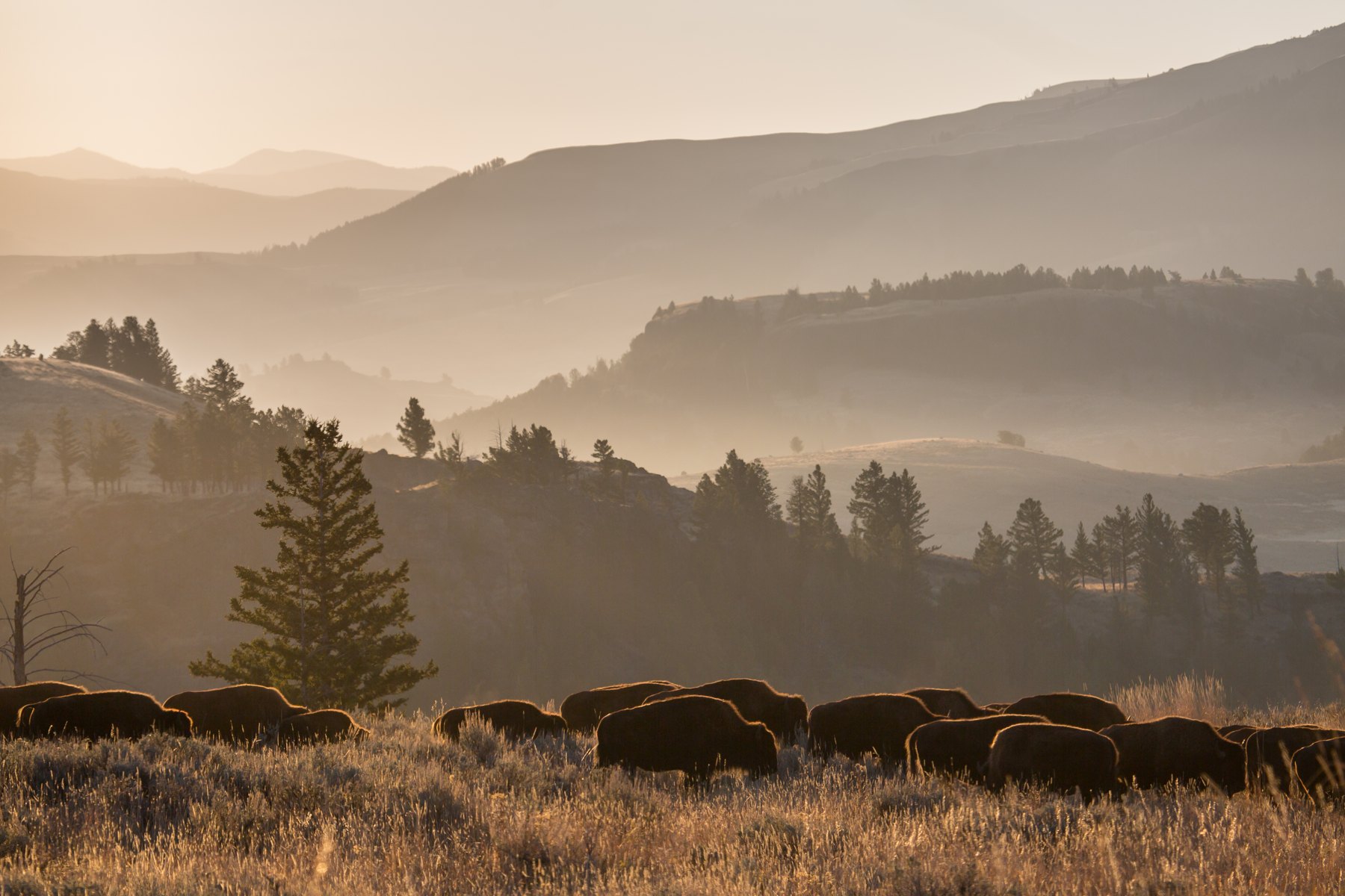 Bison in Yellowstone National Park